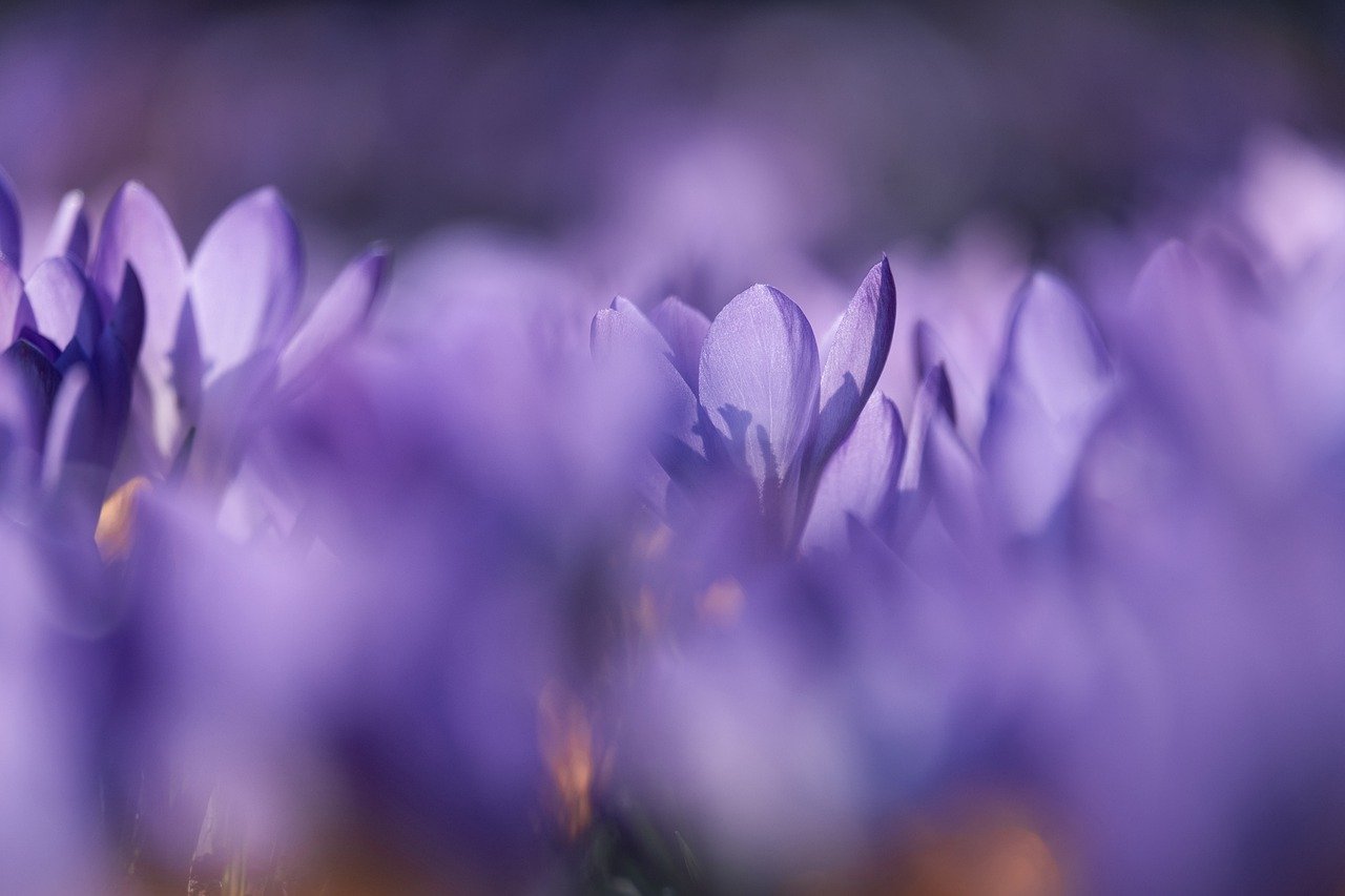 flowers, crocuses, petals-7847395.jpg